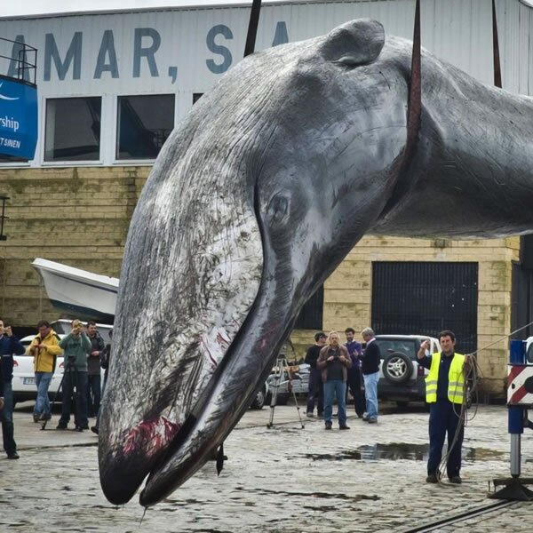Ballena de la Ría de Huelva: 
El agua de la ría sabe rara.