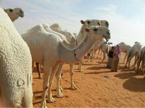 شاعر ومتذووق للشعر