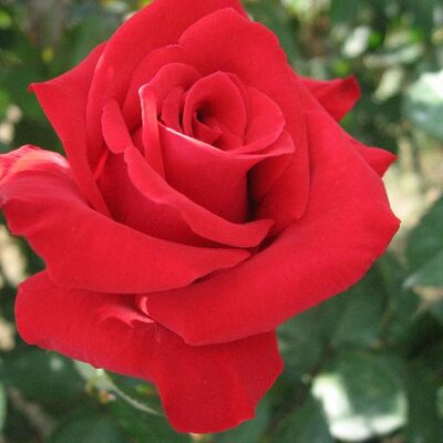 花言葉のつぶやき 野薔薇 ノバラ 花言葉 詩情 才能 天才 痛手からの回復 バラ科の落葉低木 日本全土の山野に自生 季節は5 8月 花の色は 紅紫 淡紅 白 T Co O8bzmq0clz Twitter