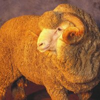 AASMB (@ausmerinos) 's Twitter Profile Photo