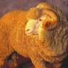 ausmerinos's profile picture. Australian Association Stud Merino Breeders. All things Merino.