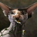 Eric Hendrickson - @hendyeric80 - Twitter