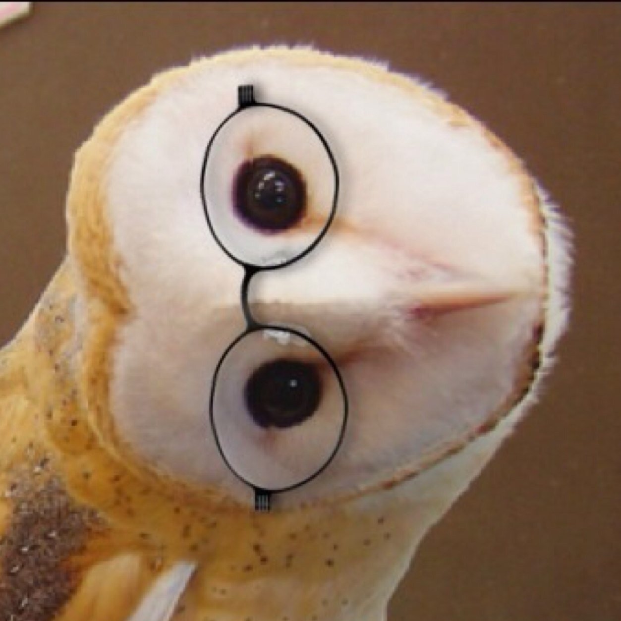 Mr'フクロウさんのプロフィール画像