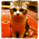 Kim Rose (@13swiftie_red) Twitter