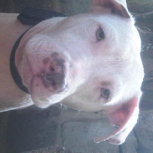 Elprincipe231's profile picture. 