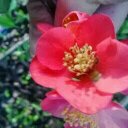 rose bump - @rose_bump - Twitter