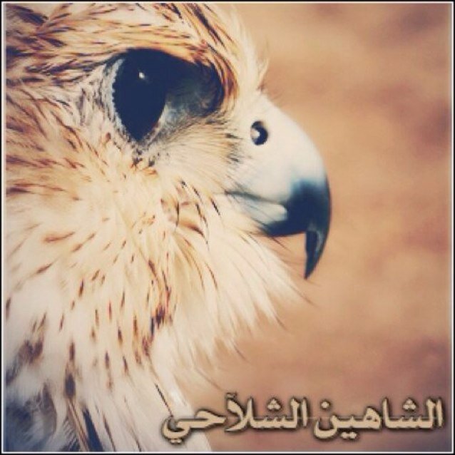 دنيـــا الفنآ تبغــى صــبر ( و ) الآخره تبغــى عمــل ويآجعلنــي ما أخطــي مــن الثنتيــن دنيآ و آخـــره