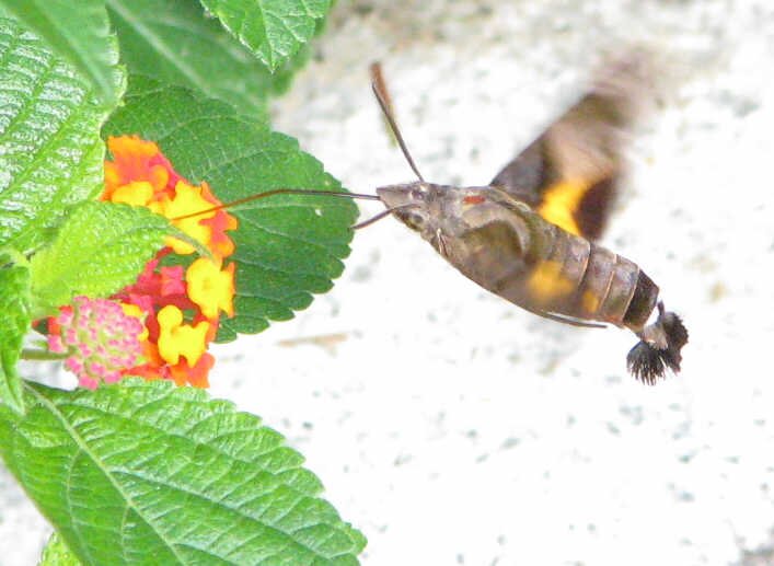 hosihoujaku's profile picture. 虫や夢に興味あります。オッズパークで地方競馬を楽しんでます。ドールねた、オーディオねたとかもたまに。