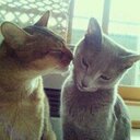 naomi sato (@0923Chamu) Twitter