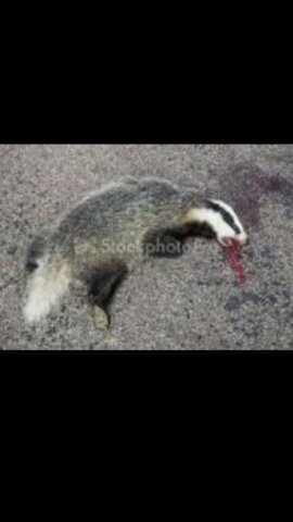 Kentucky fan supporting Kentucky and hating on wisconsin