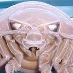 gooosotan's profile picture. ダイオウグソクムシを愛でる会ｗ