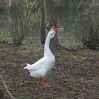 LH (@beesknees_pdx) 's Twitter Profile