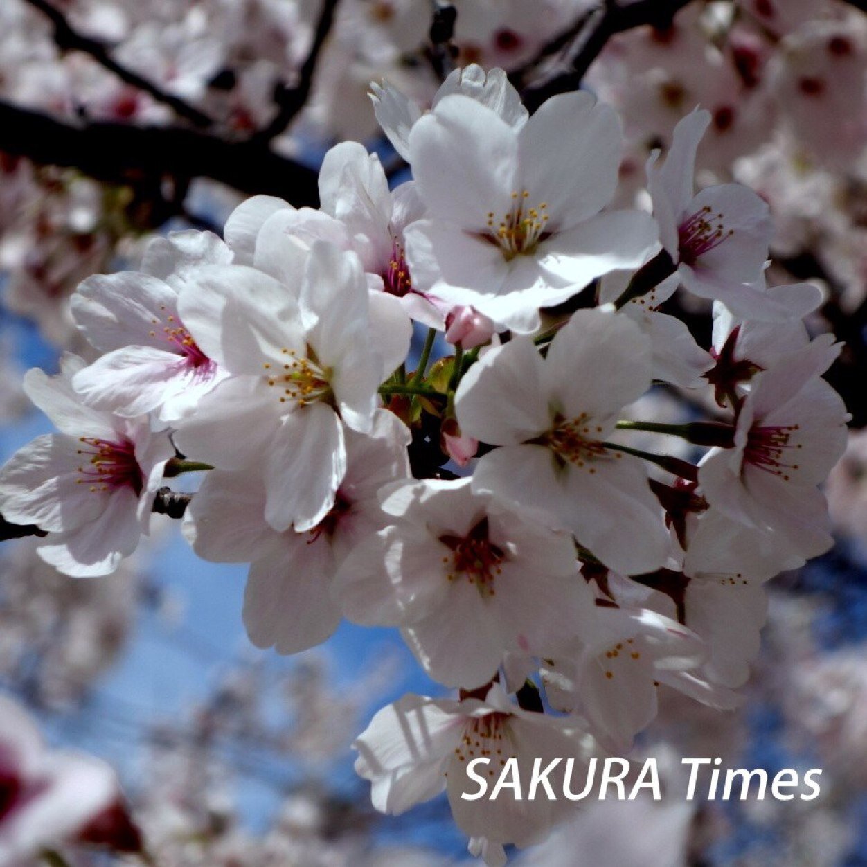 sakura_times's profile picture. ラグビー好きのツイッター。
Tumblr ブログ　SAKURA Times 　http://t.co/G84MGuyeCf