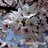 sakura_times's profile image