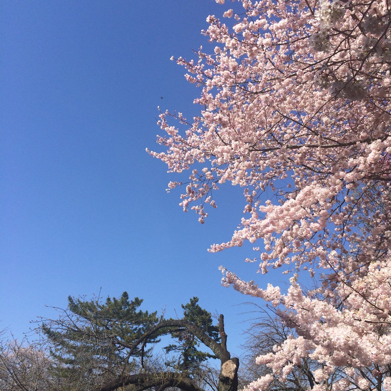 sd_kym's profile picture. 