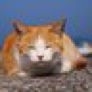 myaaji3's profile picture. 猫の宮地さんだよ。撫でさせてやんねーよ。