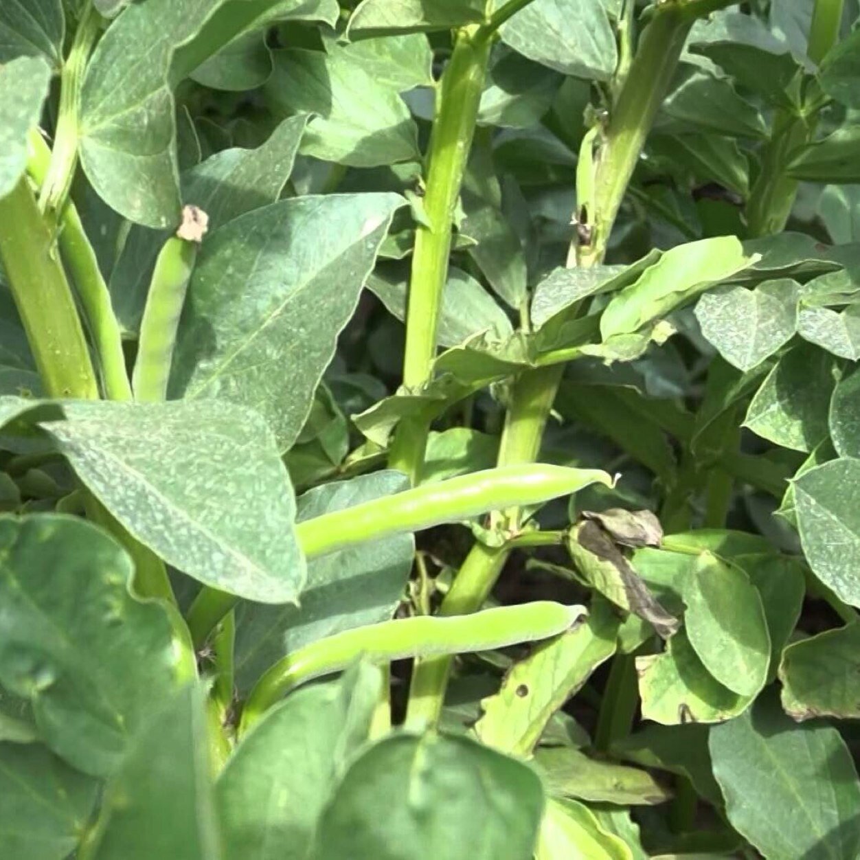 HabasdeGranada's profile picture. Todo lo que se pueda apoyar a la gente de la Vega de Granada. Vamos a vender habas .. Y despúes a comernoslas!!!