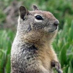 squirrelinNH Profile Picture