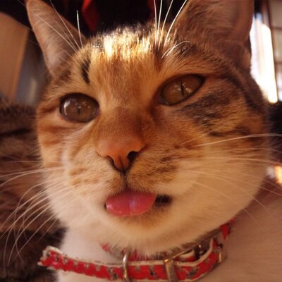 今日のにゃんこ Komecat Twitter 今日のにゃんこ Komecat Twitter