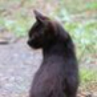 nekoogohan's profile picture. 黒猫いっさい 真ちゃんの飼い猫ちゃんでっす よろしく〜！