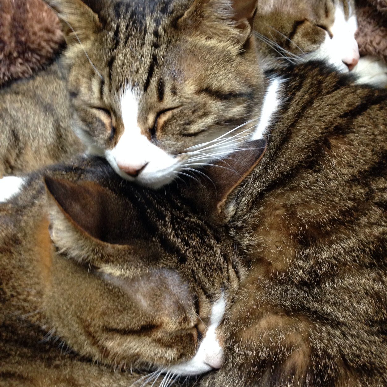 springbreezecat's profile picture. 音楽と和物👘と🐱と🐕が好きな変わり者です♪LUNA SEA🌕Dear loving、Siam Shade (完結😭) Acid Black Cherry(休止中😭ｻﾎﾟﾒﾝも❣️)
音楽🎸🎻(癒🍀)はもちろん社会問題や環境問題なども積極的に行動しているSUGIZOさんを心服·敬愛しています💖💖💖