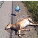 chris - @chris_klopp - Twitter