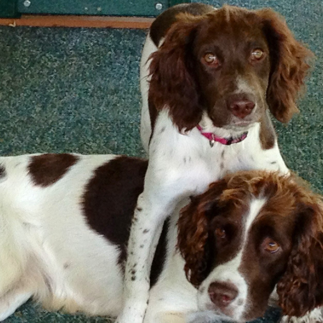 Country gal with a wonderful hub, 2 sweet Springer Spaniels, an hornery mule, not-so-smart chickens, and part of the year, ringneck pheasants.