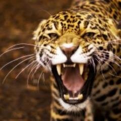 halladurg Profile Picture