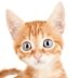 THIS IS SPARK! (@roboninjanspark) Twitter profile photo
