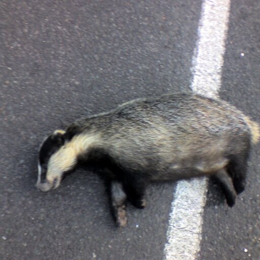 A Badger.