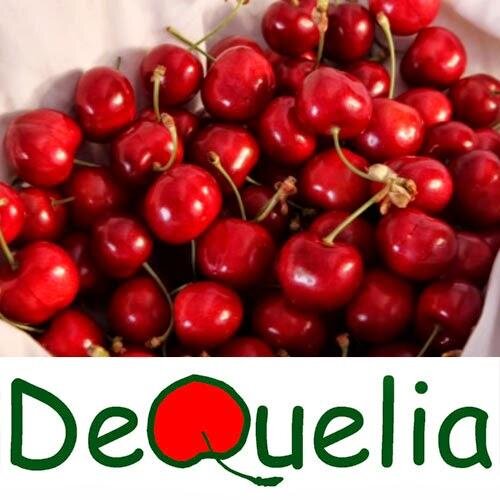 Procutores de cerezas en la localidad de Quel (La Rioja) en una finca con árboles tratados con mimo por la familia Jiménez-García