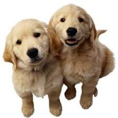 pictures of cute animals, what could be better?