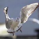 Duncan Lamont - @DuncanLamont1 - Twitter