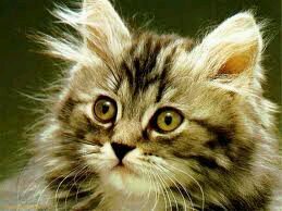 MrKittyHD here ready for action, Comp. player and solo trickshotter. PSN ID:MrKittyHD Comp. PSN ID: Aurora-Vinyl