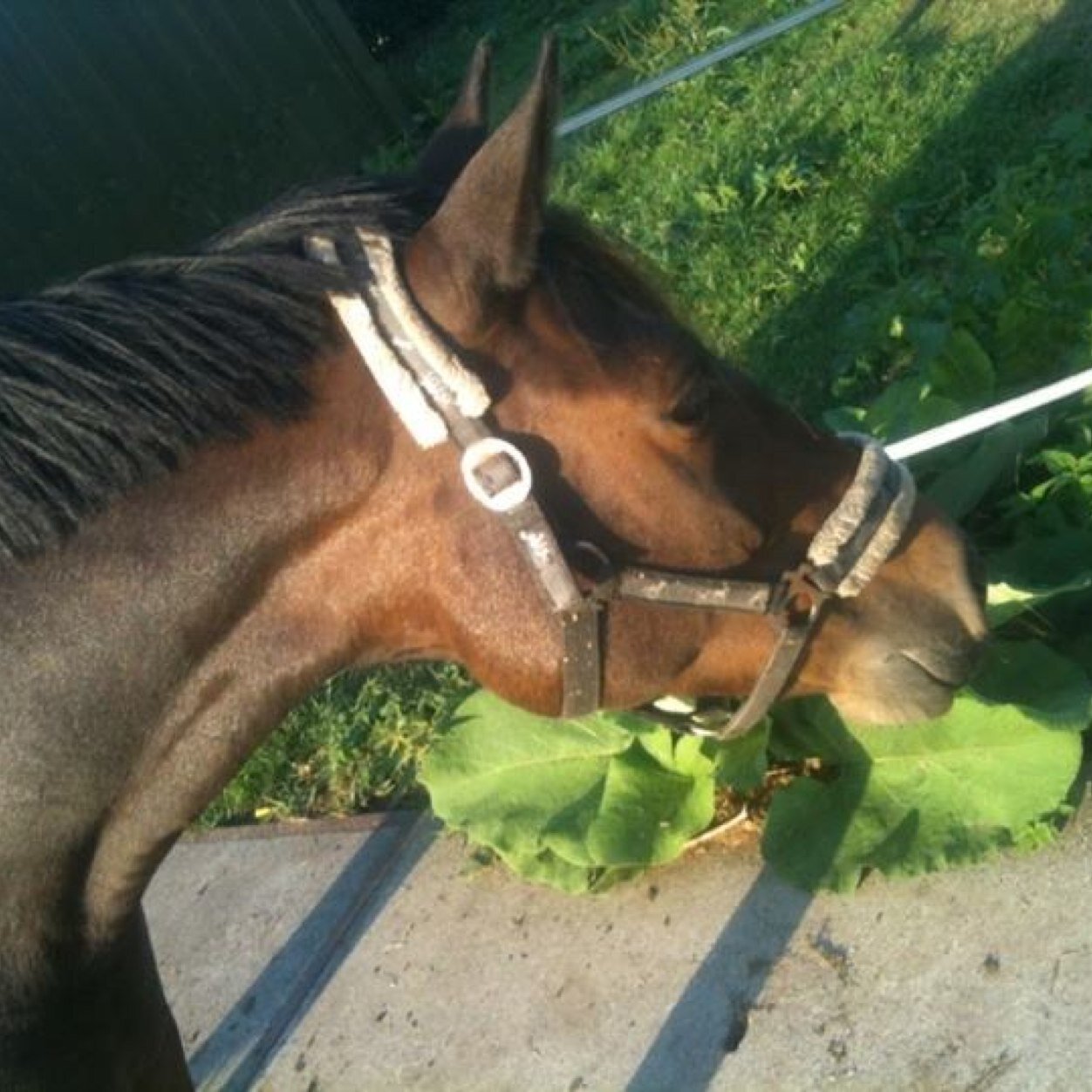 x_mandyx_'s profile picture. Love is louder than the pressure to be perfect ღNew Forestღ