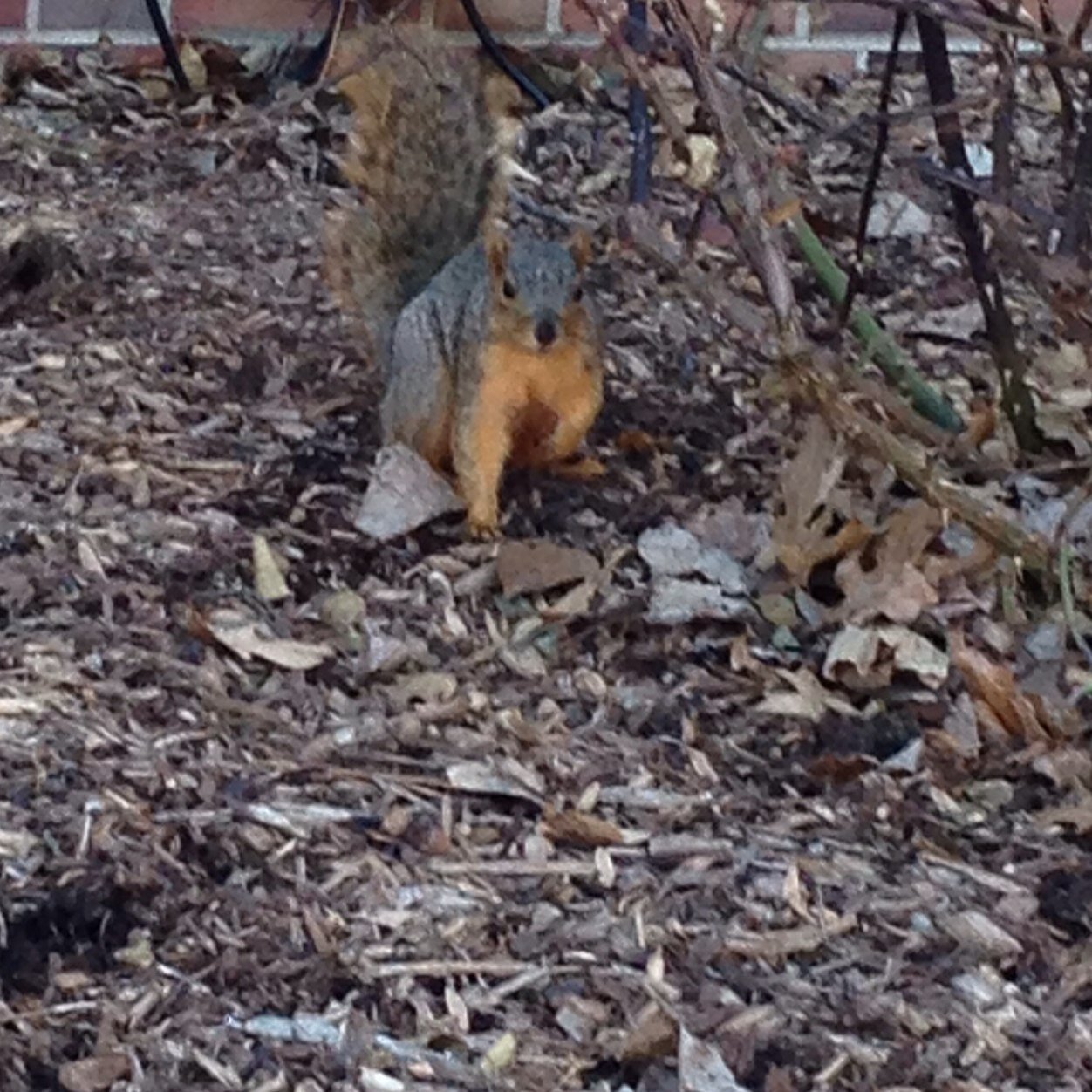 BUSquirrels's profile picture. Though we but but little, we is fierce. 
Minus the little part, because we're actually obese.