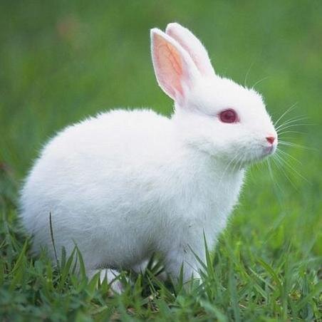 bianca is actually a rabbit.