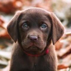 Iovepuppys's profile picture. Daily Cuteness! Who doesn't love puppys!