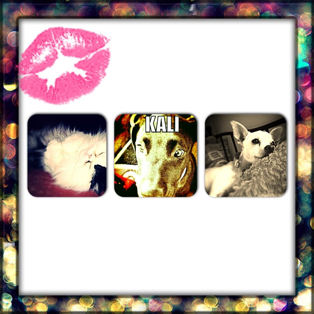 YouTube Videos Based on LOTS of  different pets of mine or relatives