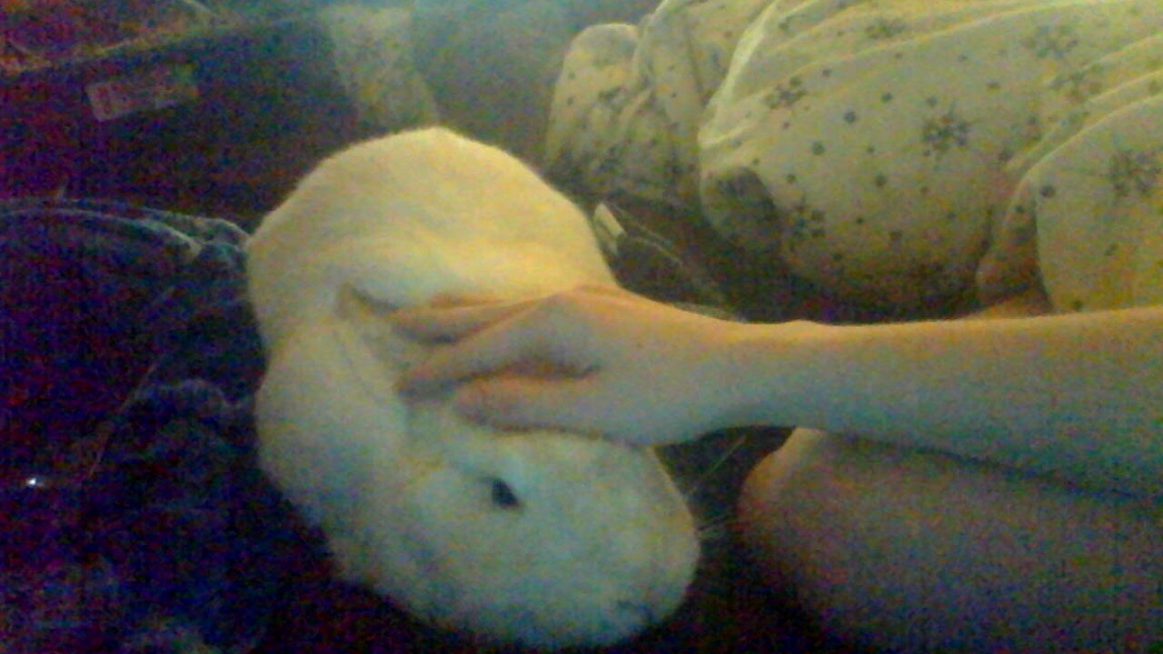 Fluffy Friend Supplies is run by a married couple who's dedicated their lives to animals. We specialize in rabbit and small animal supplies.