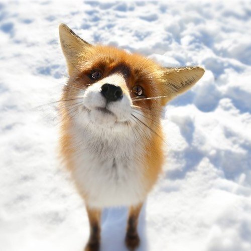 ディデチキン　チホンさんのプロフィール画像