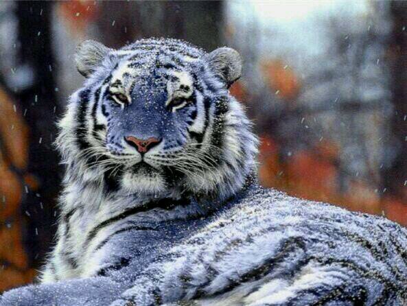 chris_hedge1984's profile picture. 