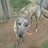 Rybora_Lizzie's profile image