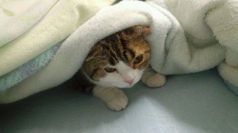 元前北中3-1/ひらがな高校/２年                                ワンピース、銀の匙、王羲之