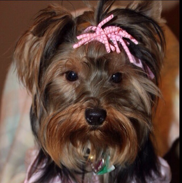 Hi, I'm Lorelei, a fun loving Yorkshire Terrier pup! I enjoy dressing up & posing for the camera! My ambition is to work in print, commercials & movies!