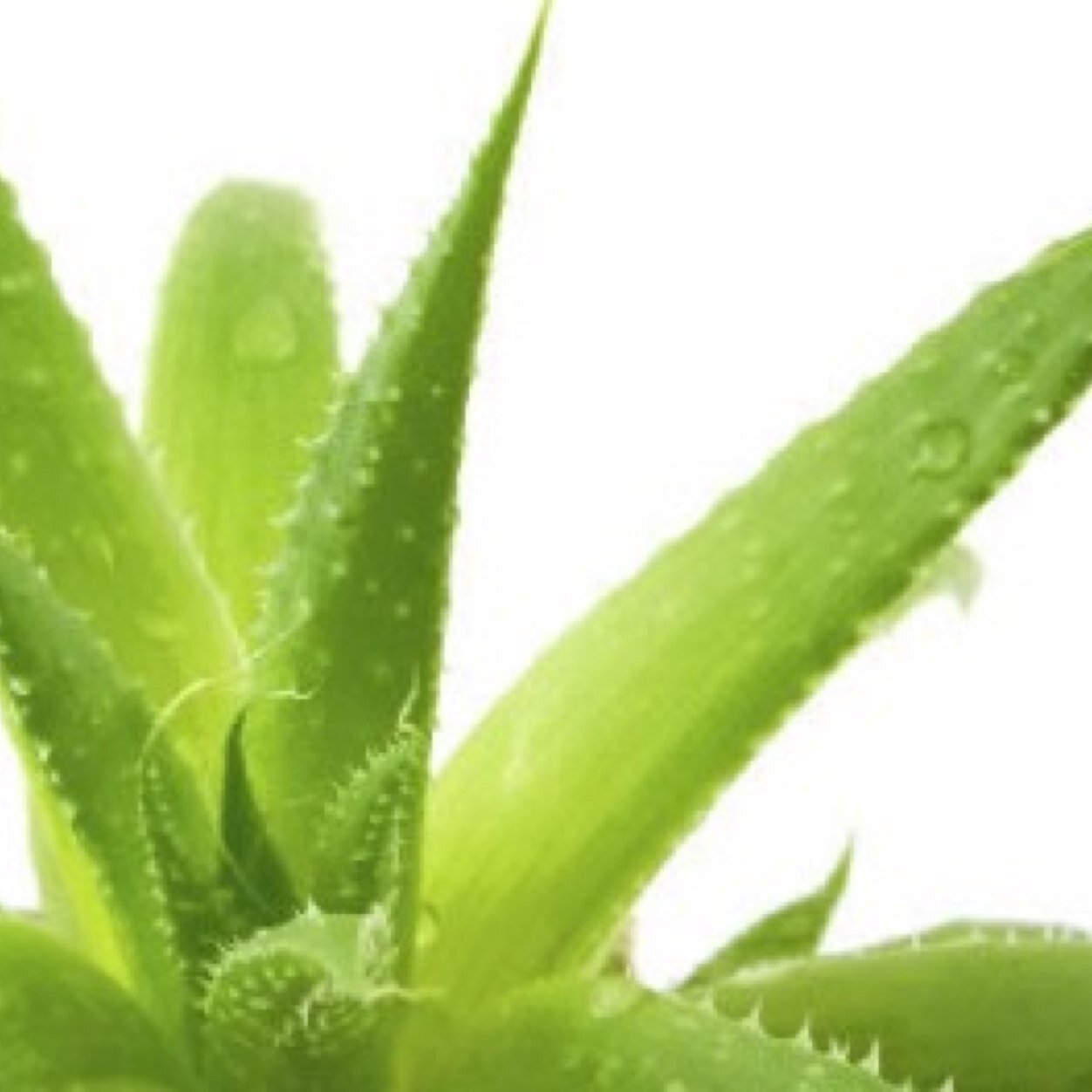 Forever Fusion is an Independent Distributor for Forever Living. We sell a wide range of products all based on one natural ingredient - Aloe Vera