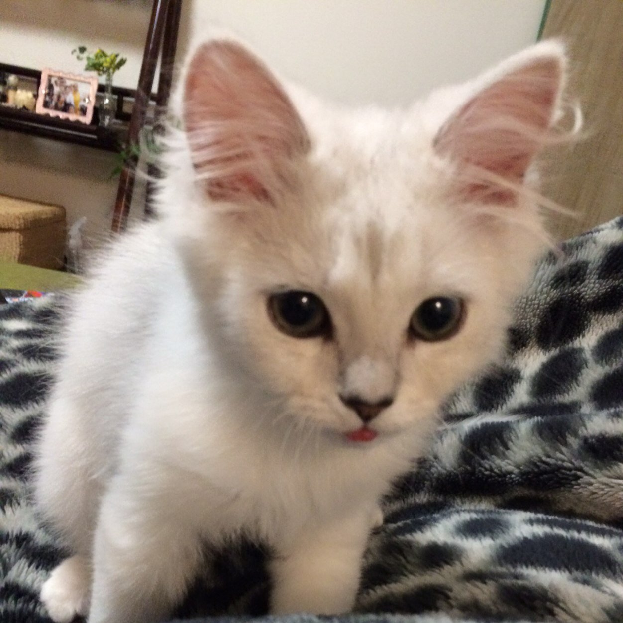 derusen3's profile picture. 大阪在住 プロレス好き 3匹の猫🐈の下僕  花冷え。にハマりそう