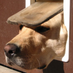 Dog Solution (@DogSolutions) Twitter profile photo