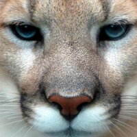 arthur fang (@applefan333) 's Twitter Profile Photo