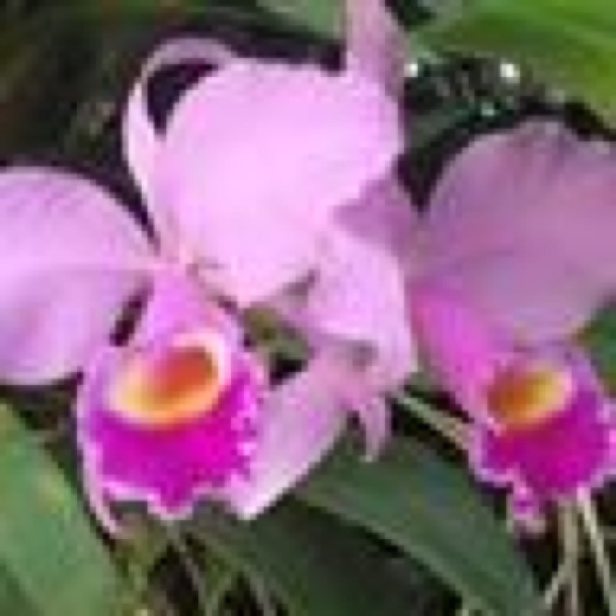 gveducator's profile picture. 